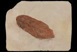 Red Fossil Leaf (Fraxinus) - Montana #97733-1